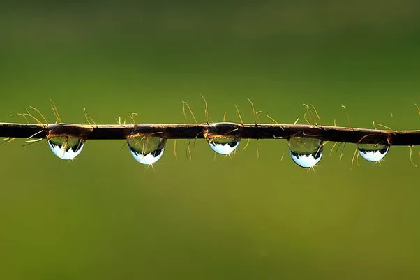 Water droplets sticking to a branch